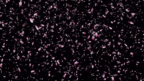 Cherry blossom falling petals on black background. Stock Footage 311599734