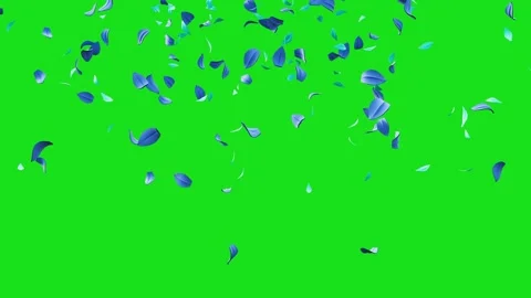 Cherry blossom falling petals on black background. Stock Footage 311599736