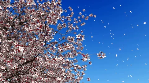 Cherry blossom falling petals slow motion 4K Stock Footage