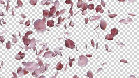 Cherry Blossom Falling 스톡 사진