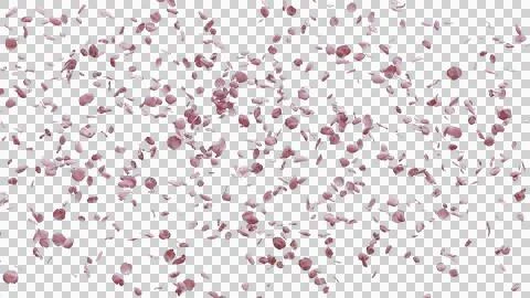 Cherry Blossom Falling Stock Photos