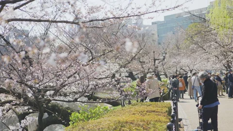 Cherry blossom falling in Ueno Park Tokyo , Japan Stock Footage 238904458