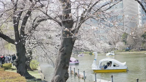 Cherry blossom falling in Ueno Park Tokyo , Japan Stock Footage 238904467