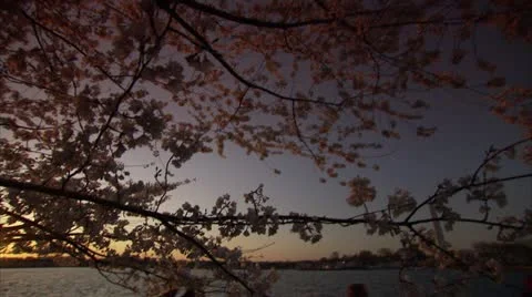 Cherry Blossom Festival DC Sunset Horizon Stock Footage 10810341