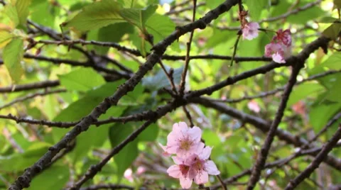 Cherry blossom flower 02 Stock Footage 8677619