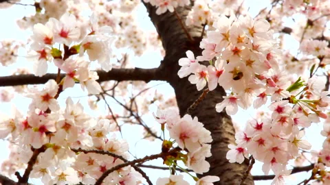 Cherry Blossom Flower blowing in the wind in Spring, South Korea Stock Footage 136548322