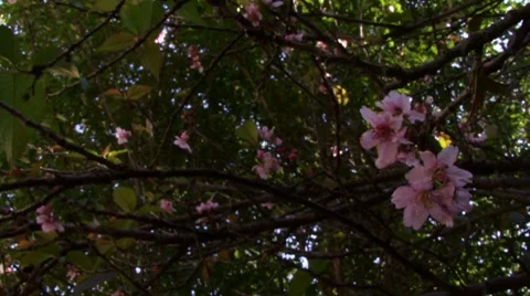 Cherry blossom flower Stock Footage 8677637