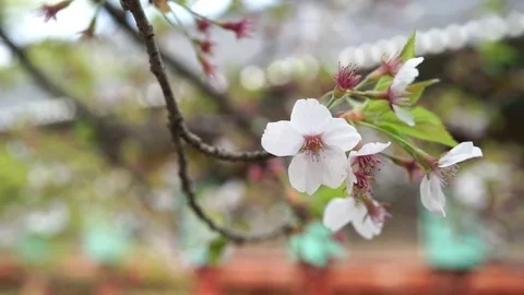 Cherry blossom flower in front of buddhist temple. Stock Footage 78667320