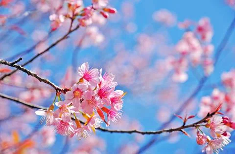 Cherry blossom flower Stock Photos