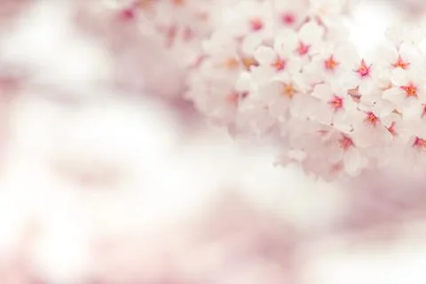 Cherry blossom  flower in spring for background or copy space for text Foto stock