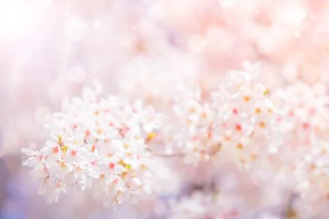 Cherry blossom  flower in spring for background or copy space for text Stock Photos