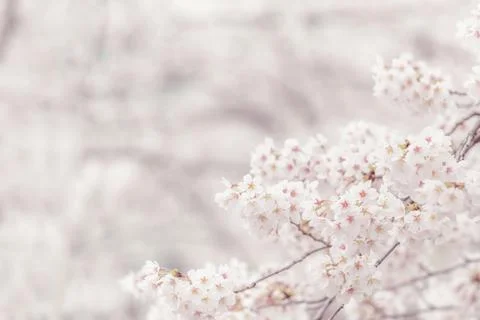 Cherry blossom  flower in spring for background or copy space for text Stock Photos