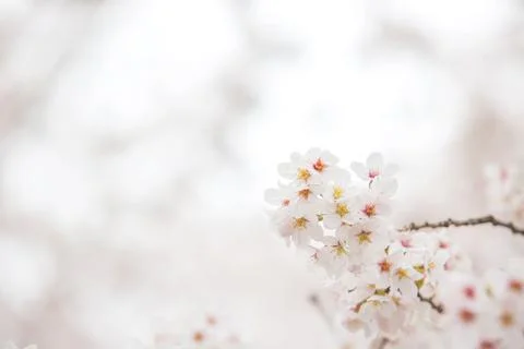 Cherry blossom  flower in spring for background or copy space for text Foto stock