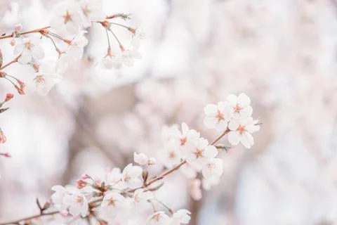 Cherry blossom  flower in spring for background or copy space for text Stock Photos
