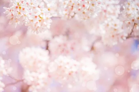 Cherry blossom  flower in spring for background or copy space for text Stock Photos