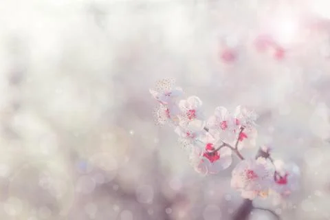 Cherry blossom  flower in spring for background or copy space for text Foto stock