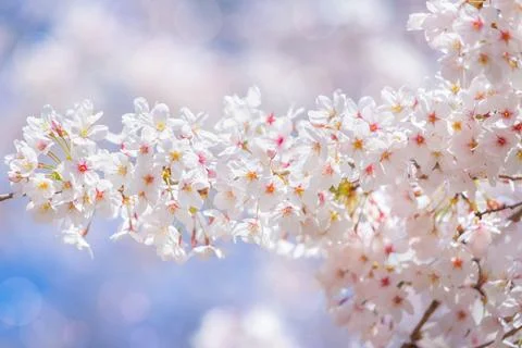 Cherry blossom  flower in spring for background or copy space for text Stock Photos