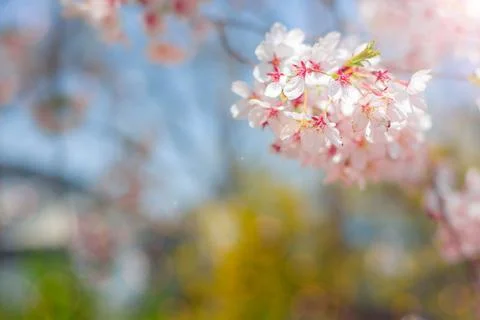 Cherry blossom  flower in spring for background or copy space for text Foto stock