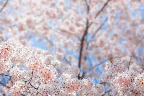 Cherry blossom  flower in spring for background or copy space for text Foto stock