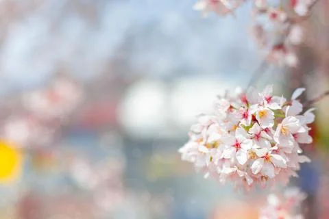 Cherry blossom  flower in spring for background or copy space for text Stock-Fotos