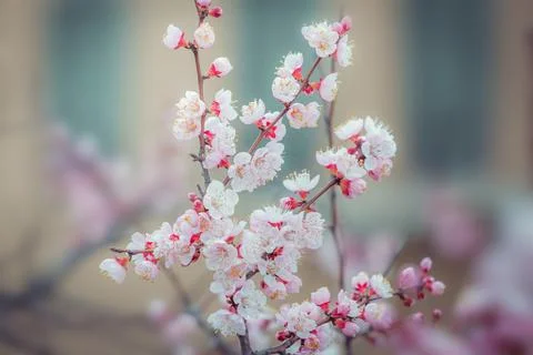 Cherry blossom  flower in spring for background or copy space for text Foto stock