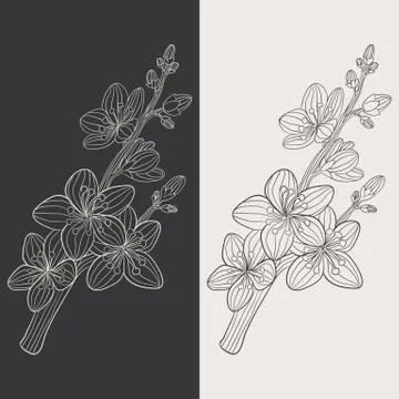 Cherry blossom flower vector Stock Illustration