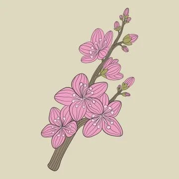 Cherry blossom flower vector Stock Illustration