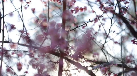 Cherry Blossom Flowering Stock Footage 50614634