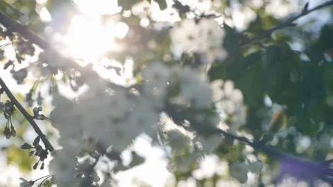 Cherry blossom flowers in back light. Stock Footage 95185245