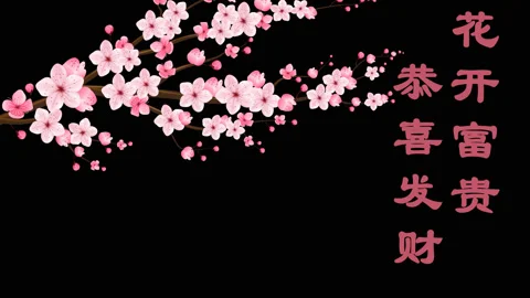 Cherry blossom flowers bloom Stock Footage 147243955