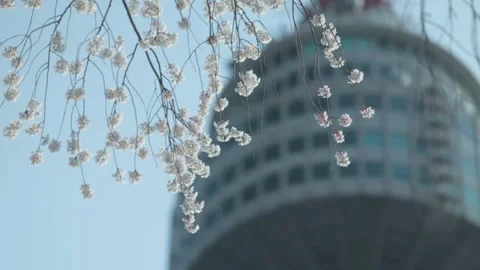 Cherry Blossom Flowers - Blurred Building Background 库存影片 345416015
