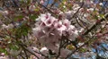 Cherry Blossom flowers close up HD Footage