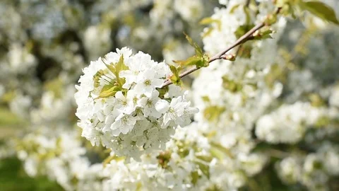 Cherry blossom flowers in early spring Stock Footage 88585461