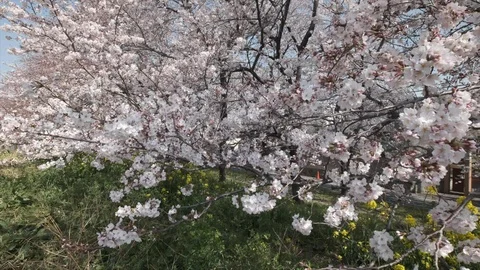 Cherry Blossom Flowers Stock-Footage 105938866