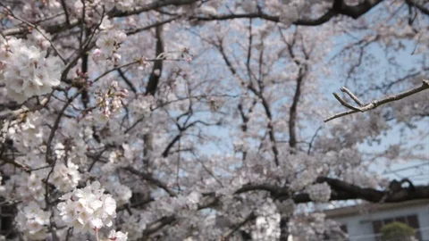 Cherry Blossom Flowers Stock Footage 105940209
