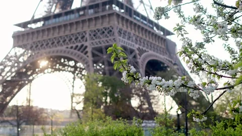 Cherry blossom flowers in full bloom with Eiffel tower in the background Stock Footage 290206029