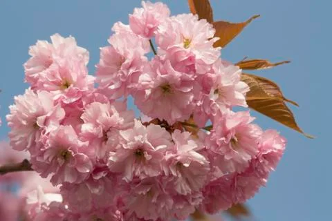 Cherry blossom flowers Stock Photos