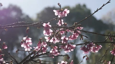 Cherry blossom flowers in small clusters on a cherry tree branch Stock Footage 148364399