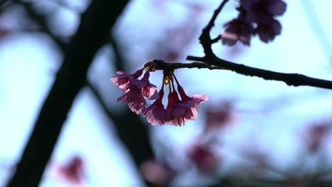 Cherry blossom flowers in spring Video stock 100894458