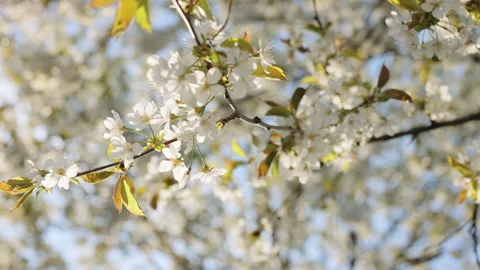 Cherry blossom flowers in springtime. Spring cherry blossom natural background Stock Footage 333579075