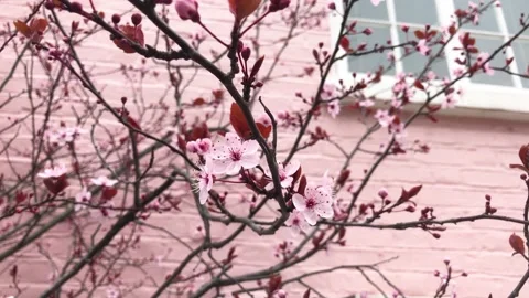 Cherry blossom flowers tree, close up, spring time 스톡 동영상 149834108