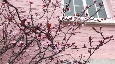 Cherry blossom flowers tree, spring time 2021 Vídeo Stock 149796552