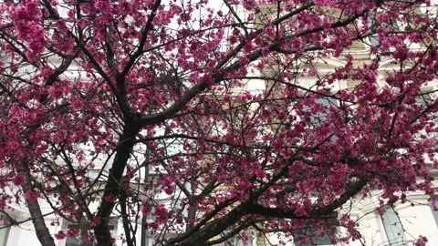 Cherry blossom flowers tree, spring time 스톡 동영상 149835354
