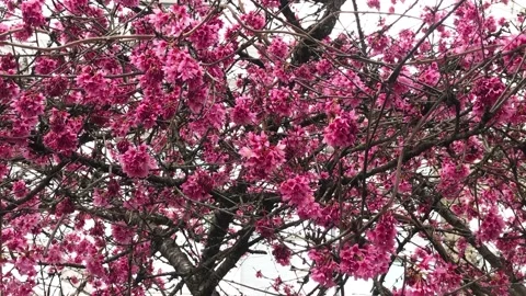 Cherry blossom flowers tree, spring time Vídeo Stock 149837148