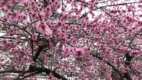 Cherry blossom flowers tree, spring time 스톡 동영상 149844724