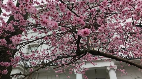 Cherry blossom flowers tree, spring time 2021 스톡 동영상 149845439