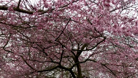 Cherry blossom flowers tree, spring time 2021 스톡 동영상 151141913