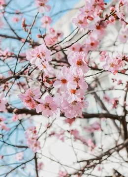 Cherry blossom flowers tree, spring time 2021 Stock Photos