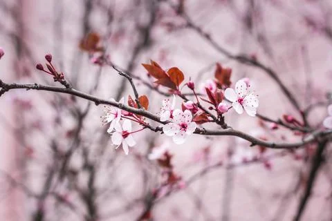 Cherry blossom flowers tree, spring time 2021 close up Stock Photos