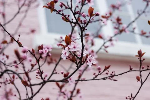 Cherry blossom flowers tree, spring time 2021, close up Stock Photos